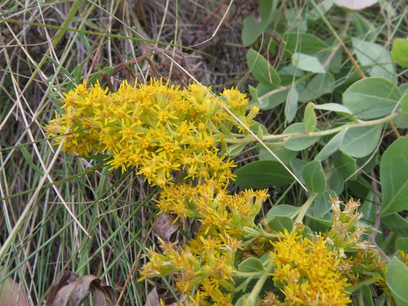 Velvety Goldenrod photo 7