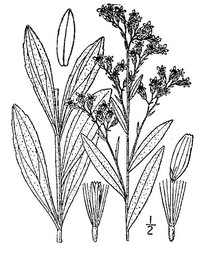 Velvety Goldenrod