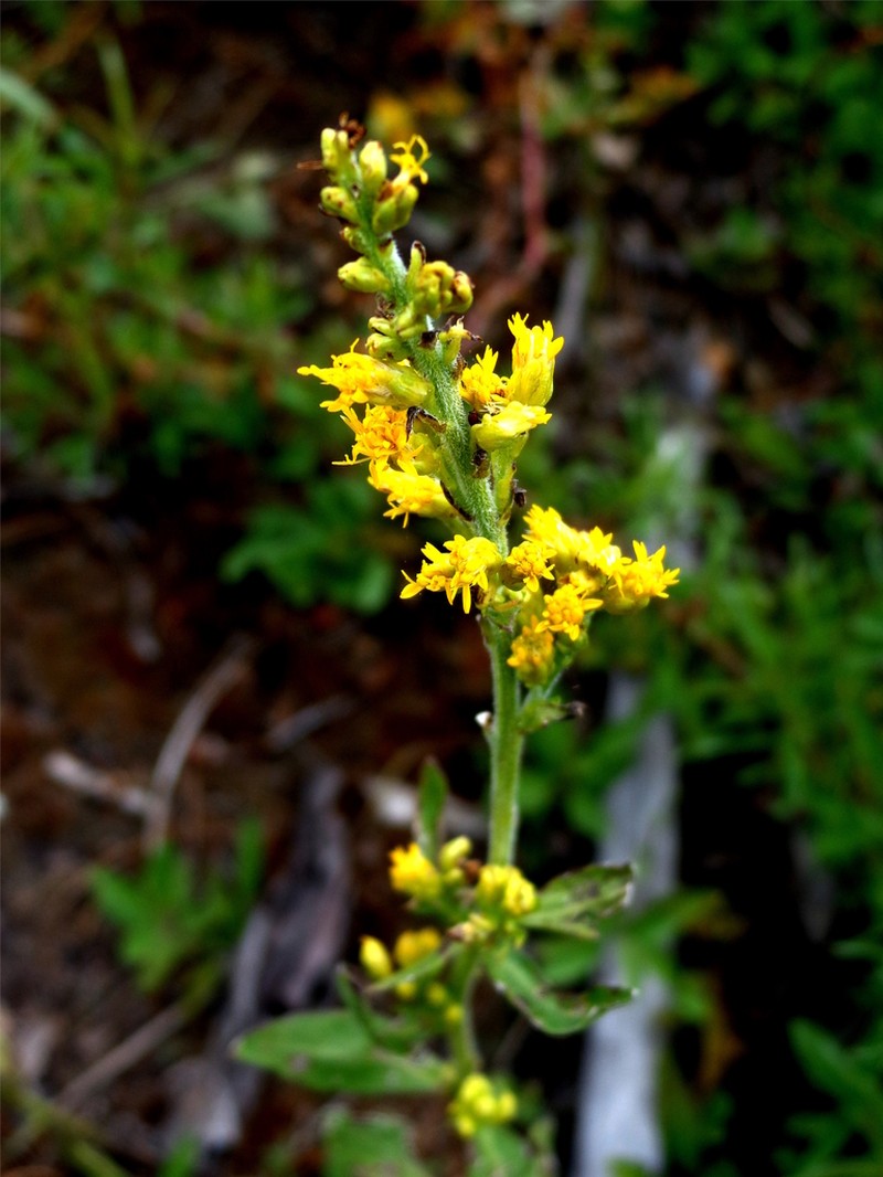 Solidago muelleri photo 2