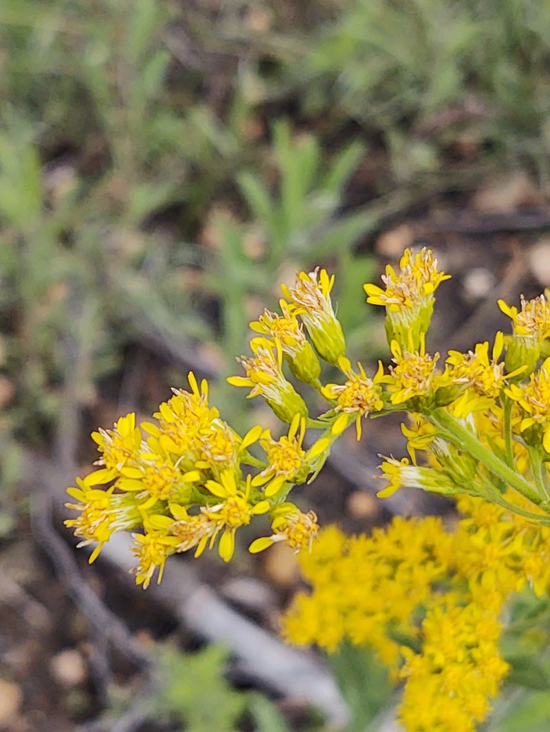 Solidago muelleri photo 3