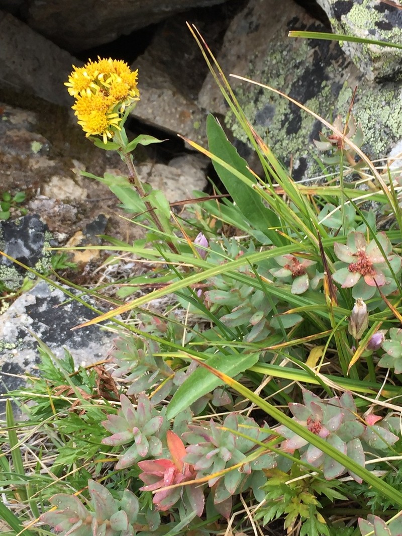 Rocky Mountain Goldenrod photo 2