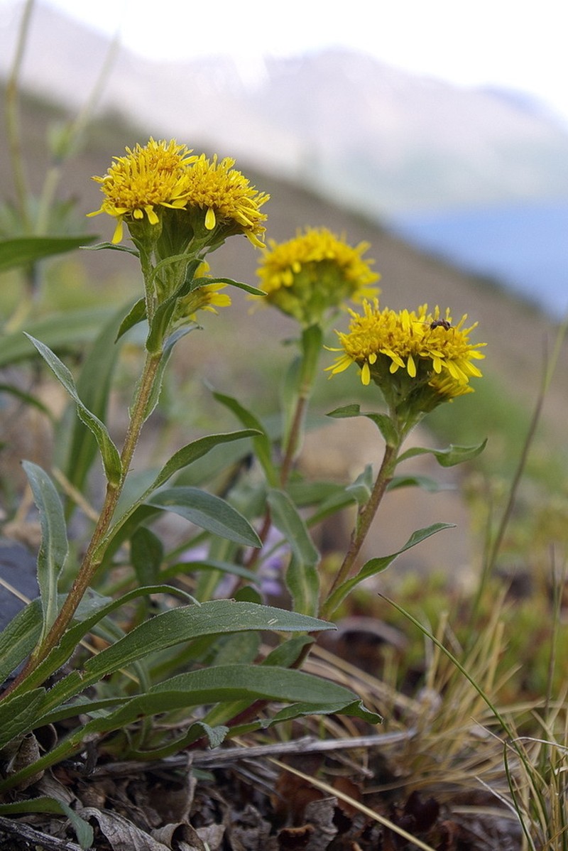 Rocky Mountain Goldenrod photo 3