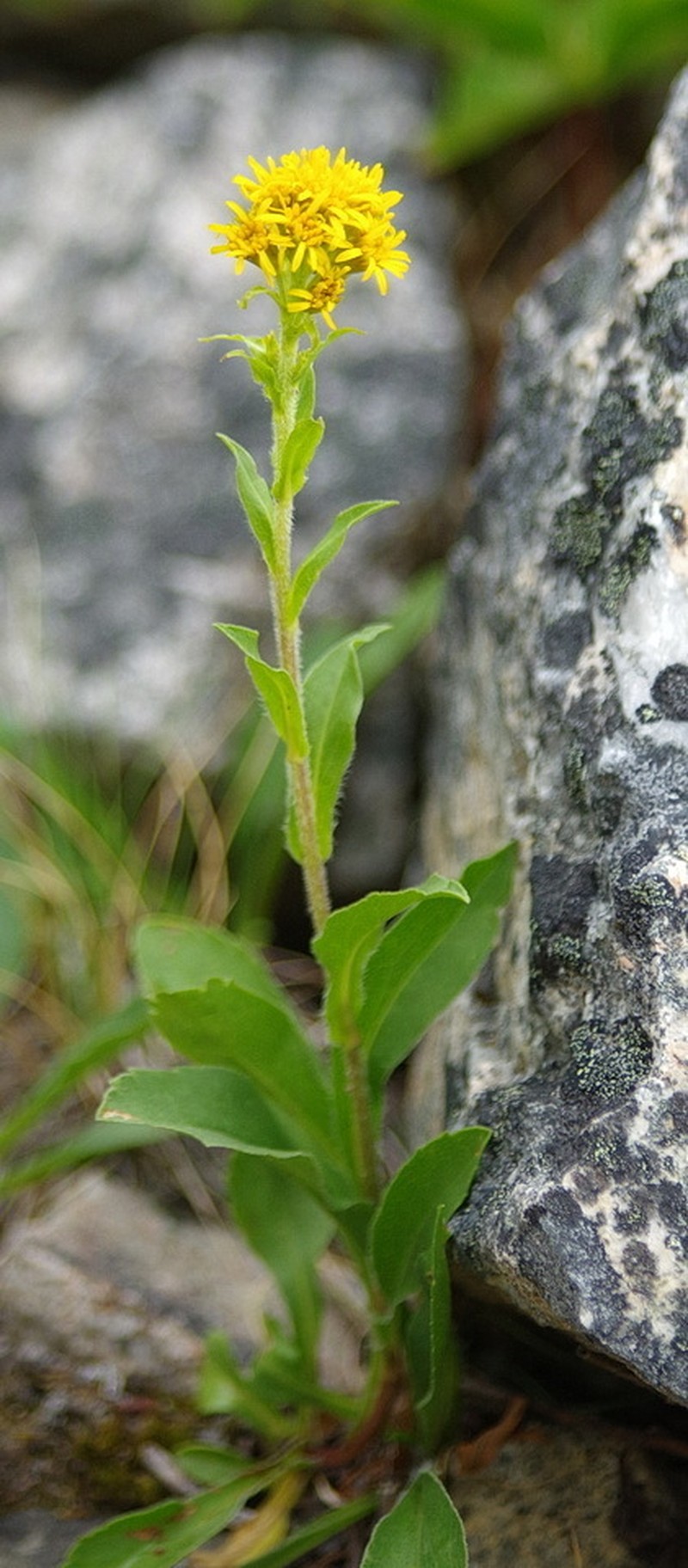Rocky Mountain Goldenrod photo 4