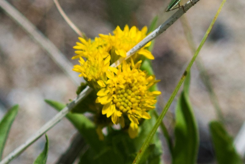 Rocky Mountain Goldenrod photo 5