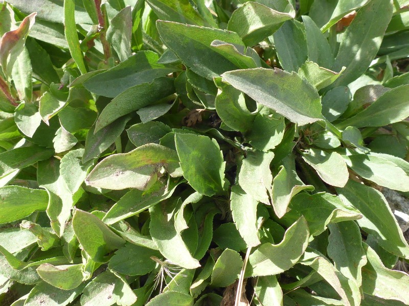 Rocky Mountain Goldenrod photo 6