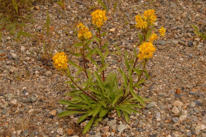 Rocky Mountain Goldenrod photo 7