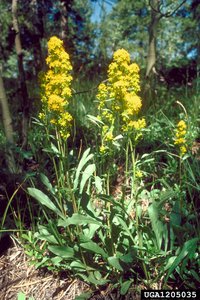 Rocky Mountain Goldenrod