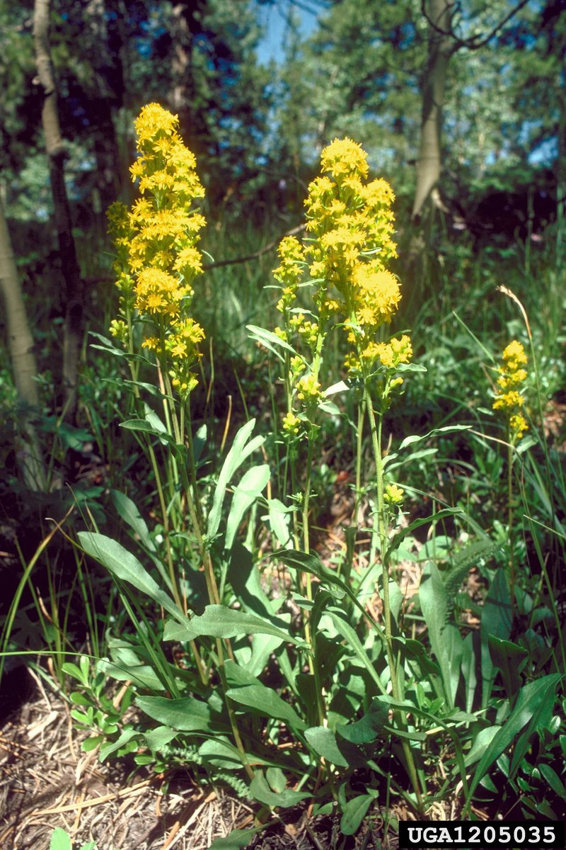 Rocky Mountain Goldenrod