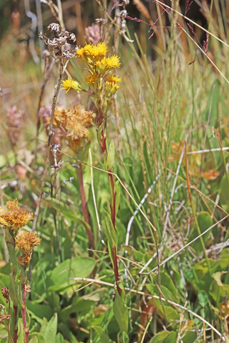Solidago multiradiata subsp. multiradiata