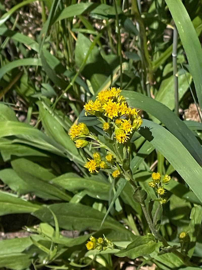 Solidago multiradiata subsp. multiradiata photo 2