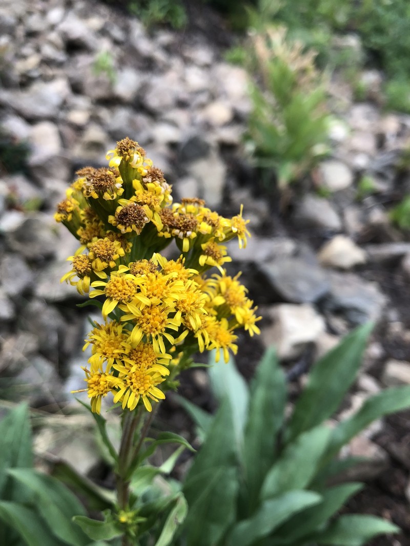 Solidago multiradiata subsp. multiradiata photo 3
