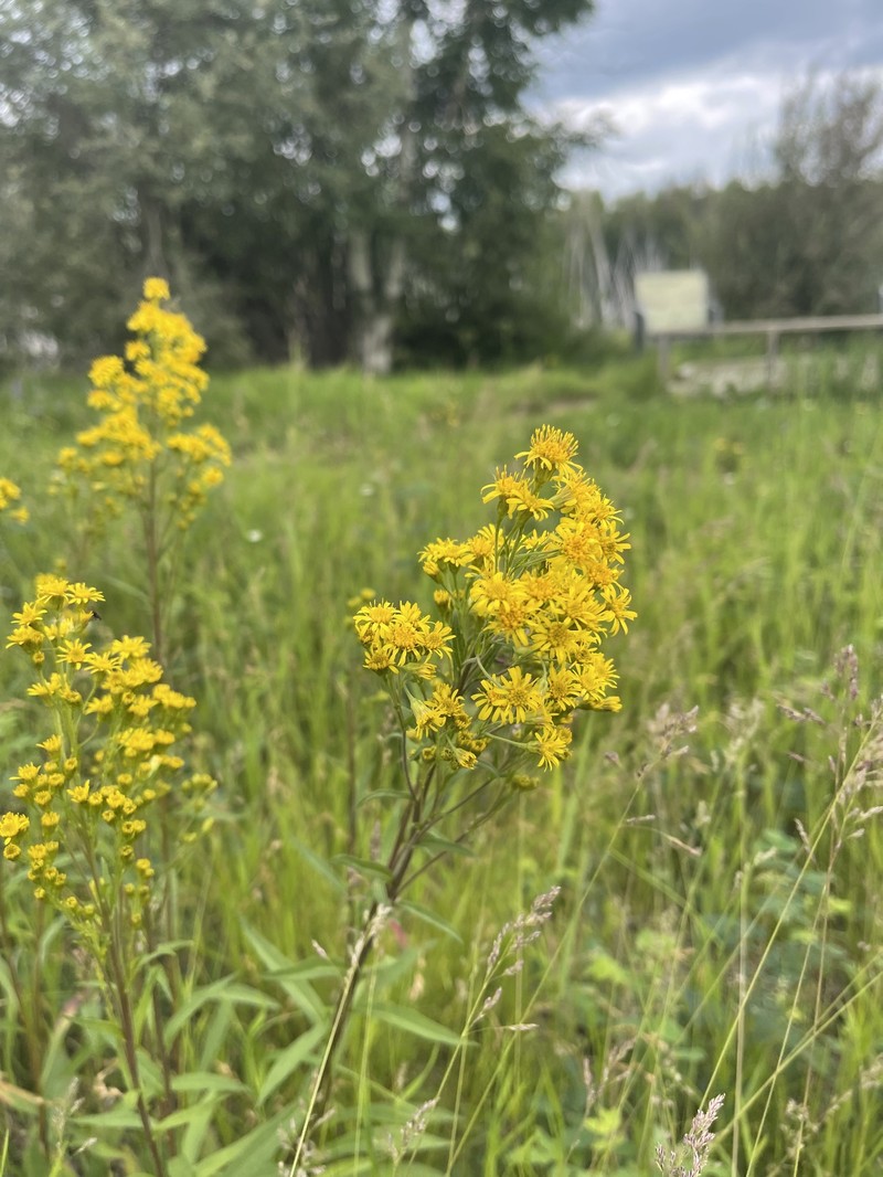 Solidago multiradiata subsp. multiradiata photo 4