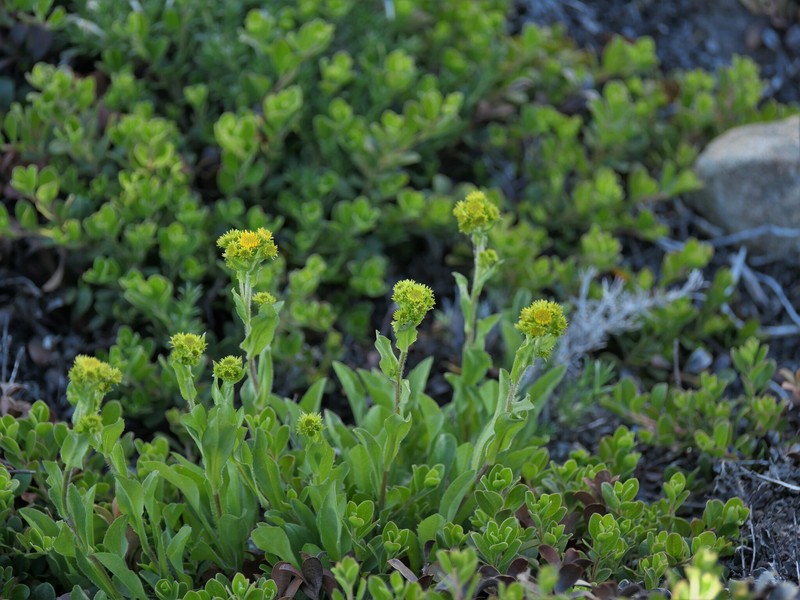 Solidago multiradiata subsp. multiradiata photo 5