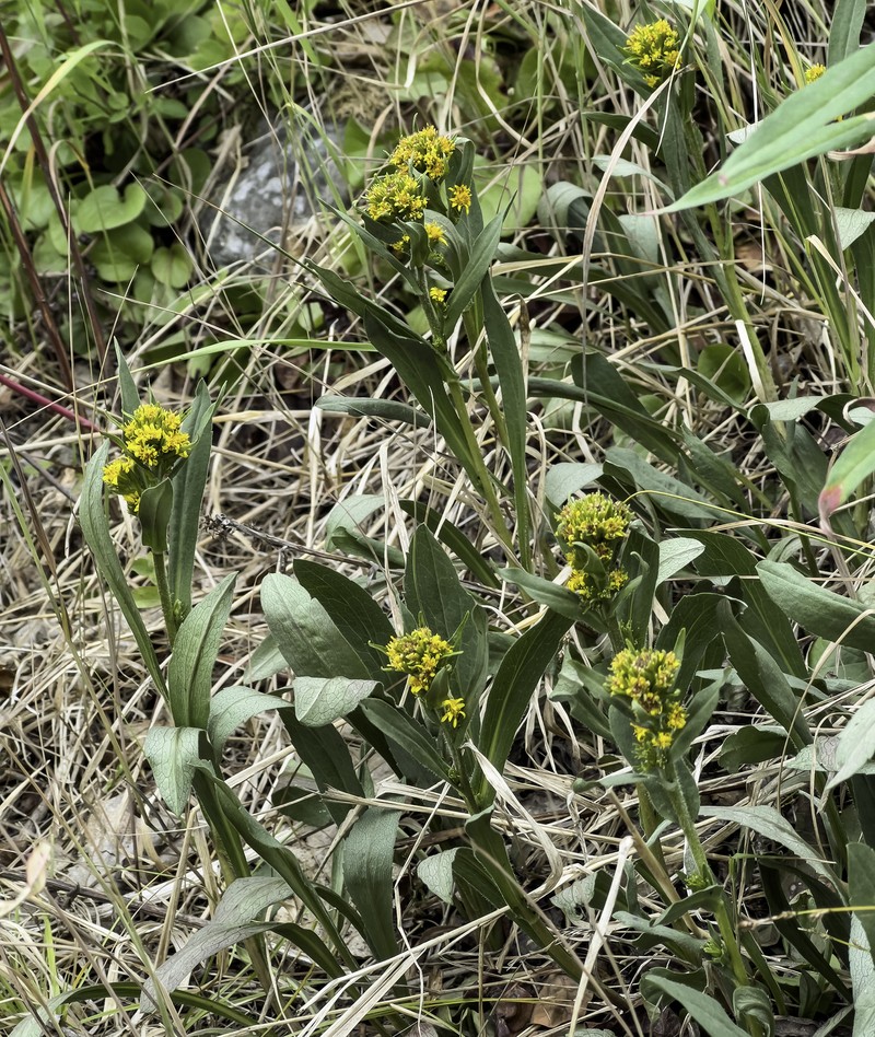 Solidago multiradiata subsp. multiradiata photo 6