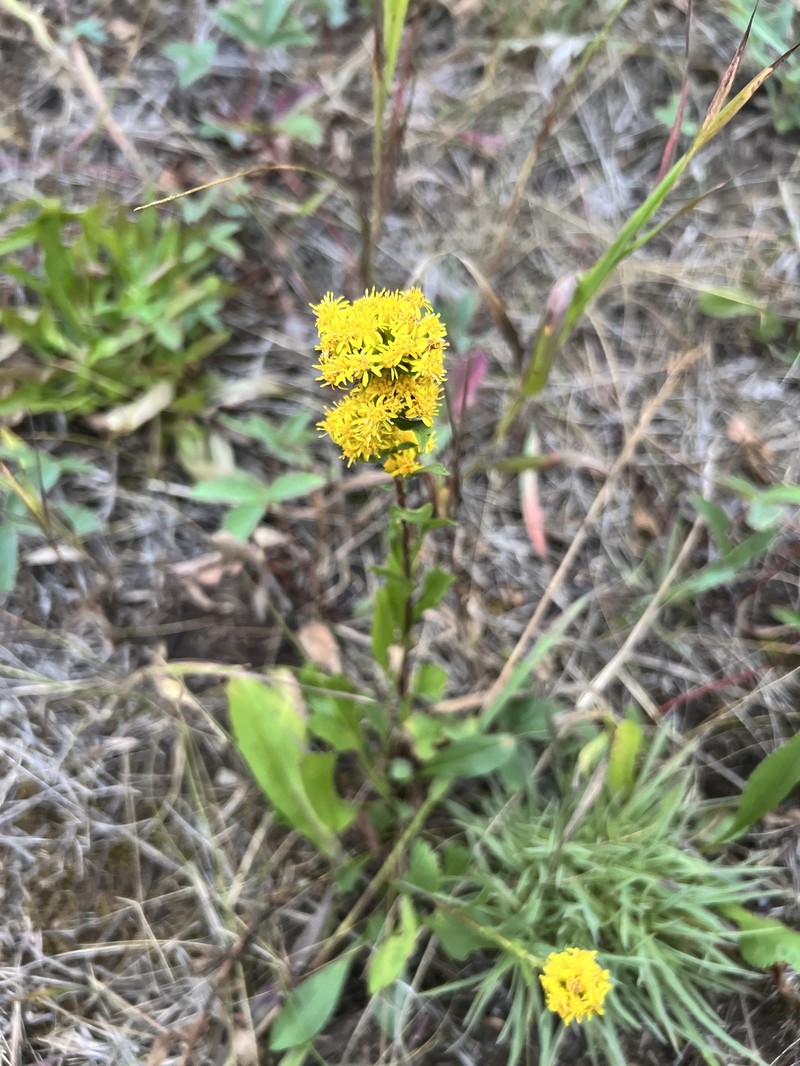 Solidago multiradiata subsp. multiradiata photo 7