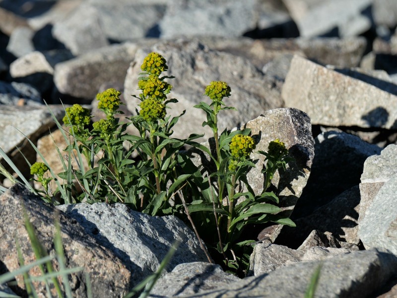Solidago multiradiata subsp. multiradiata photo 8