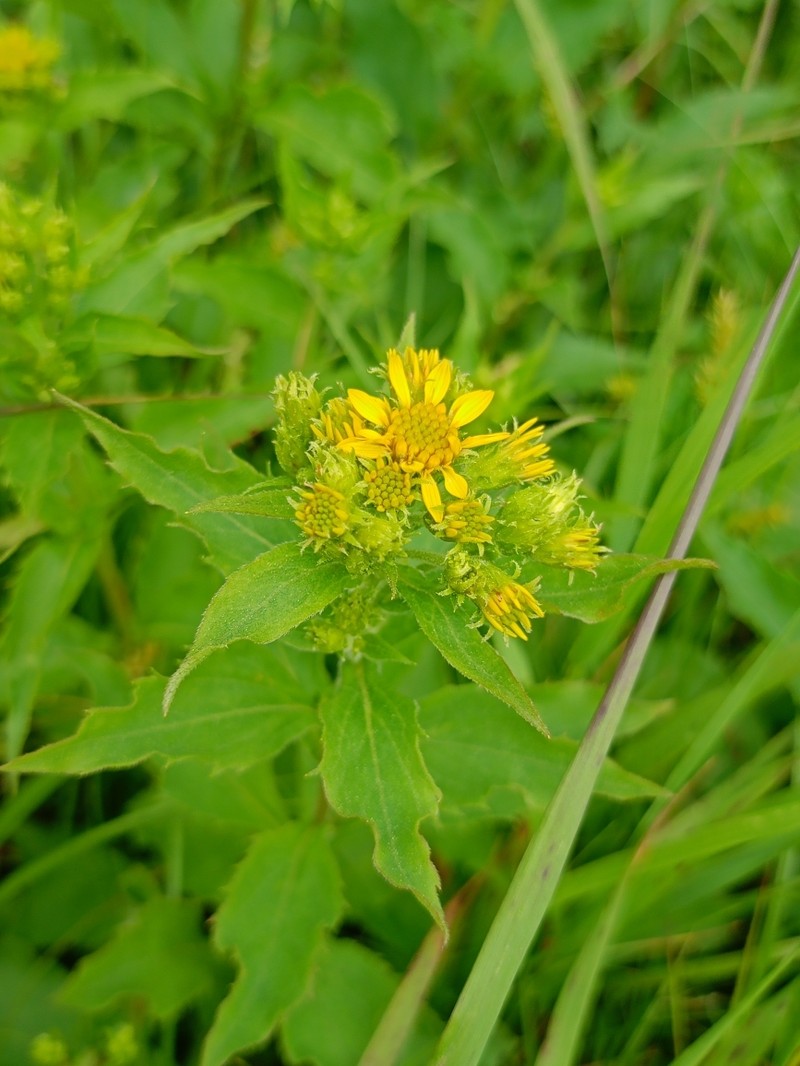 Solidago multiradiata subsp. paramuschirensis