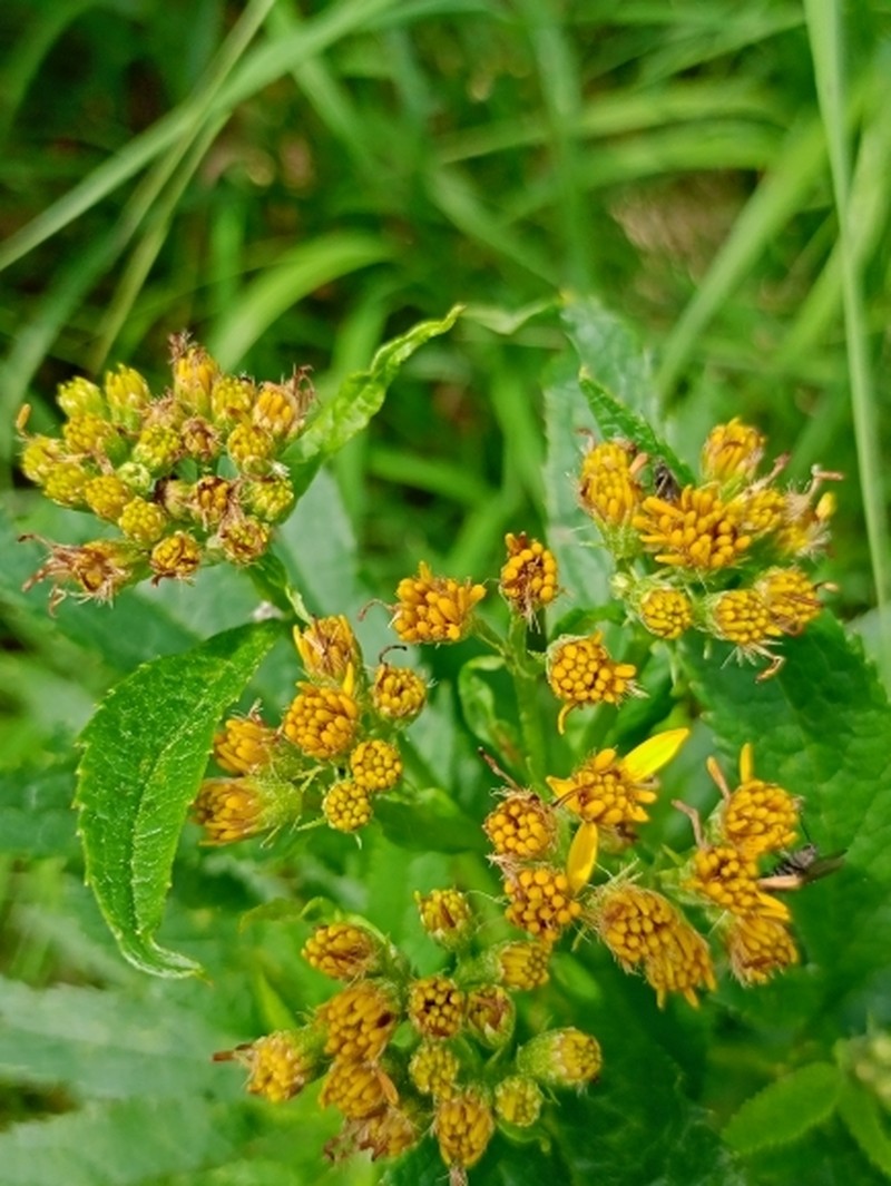 Solidago multiradiata subsp. paramuschirensis photo 2