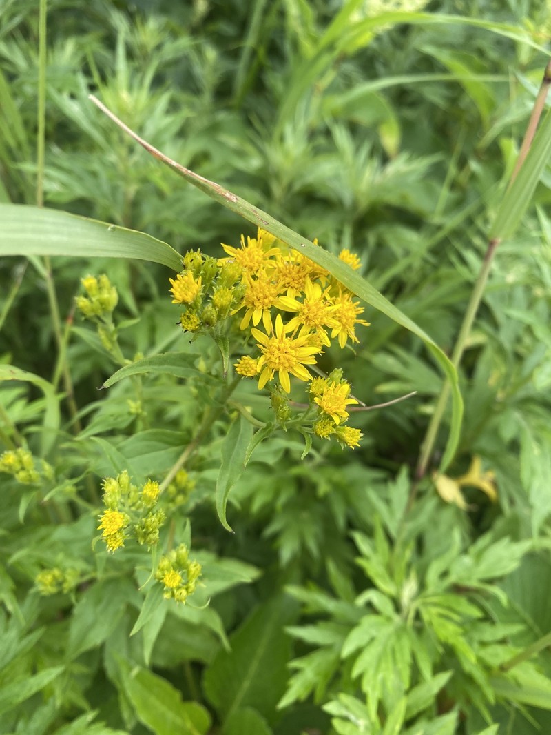 Solidago multiradiata subsp. paramuschirensis photo 4