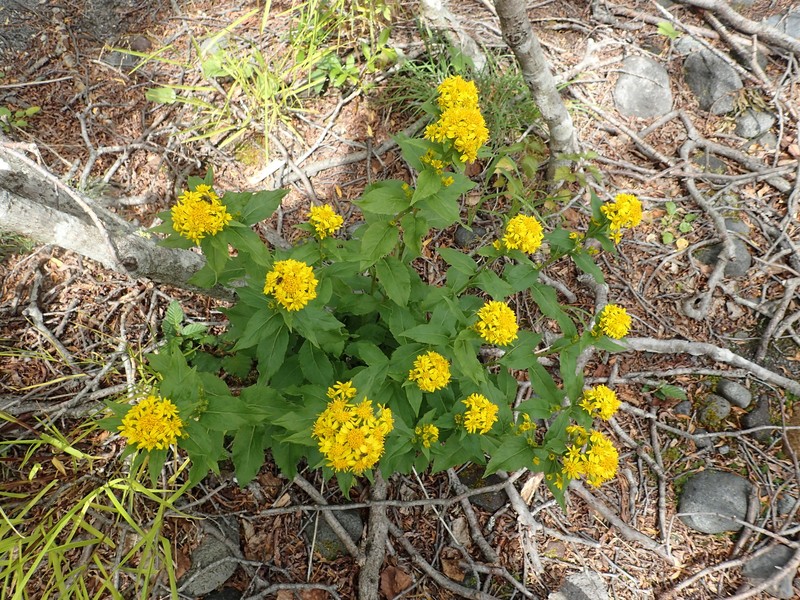 Solidago multiradiata subsp. paramuschirensis photo 5