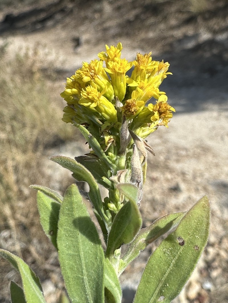 Baby Goldenrod photo 2