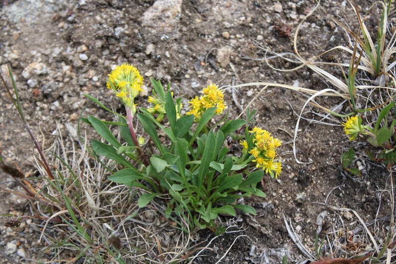 Baby Goldenrod photo 3