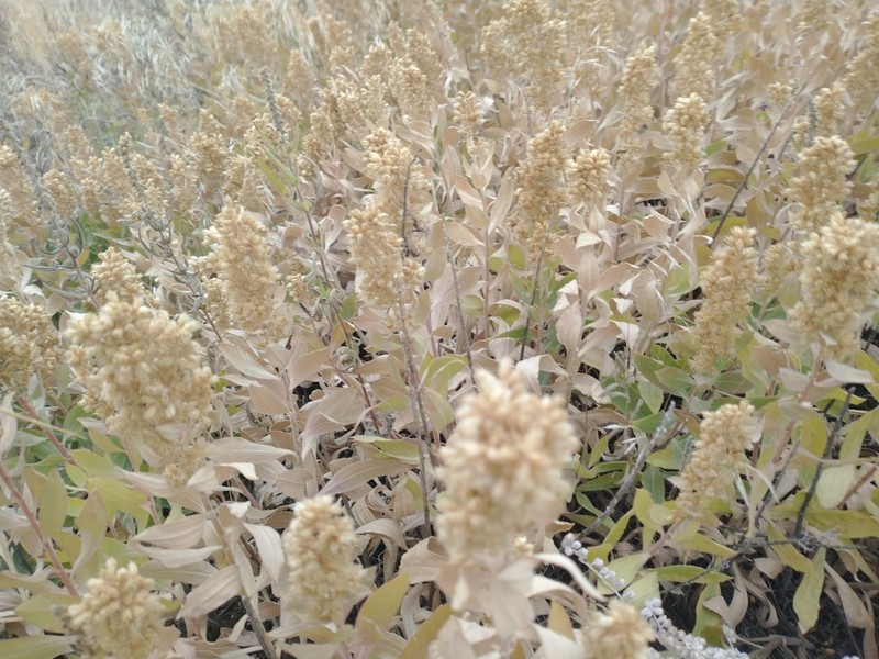 Baby Goldenrod photo 4