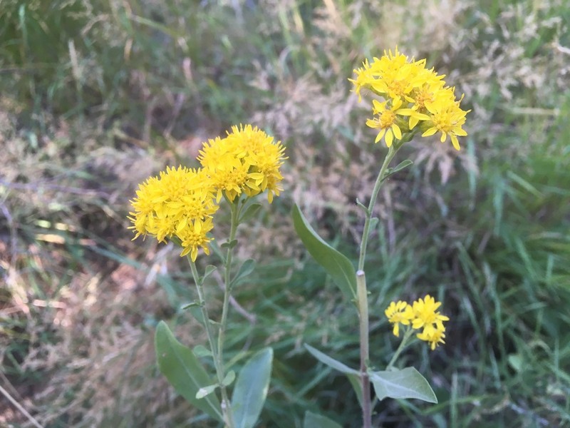 Baby Goldenrod photo 5