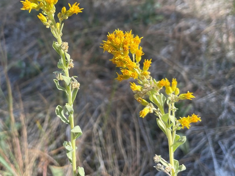 Baby Goldenrod photo 6