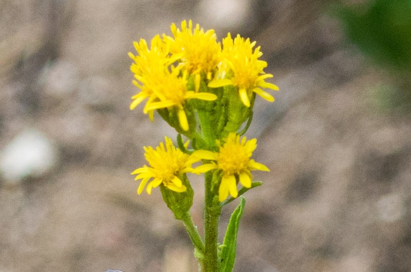 Baby Goldenrod photo 7