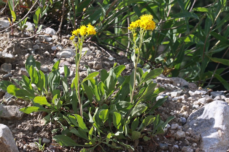 Baby Goldenrod
