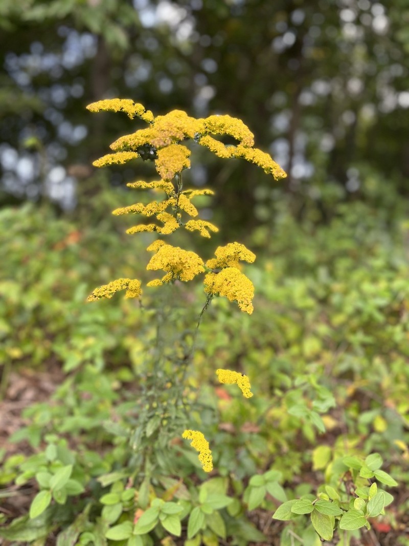 Gray Goldenrod photo 2