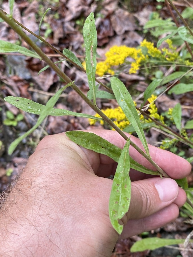 Gray Goldenrod photo 3