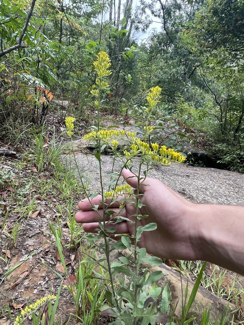Gray Goldenrod photo 4