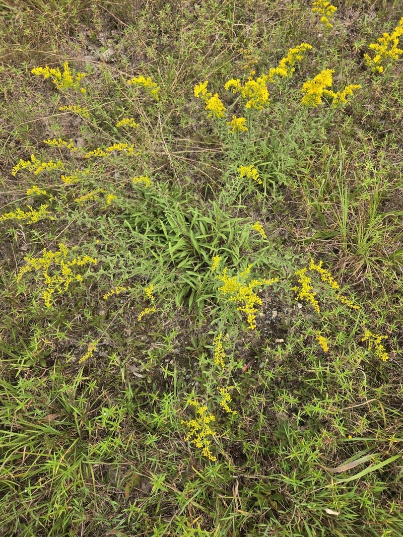 Gray Goldenrod photo 5