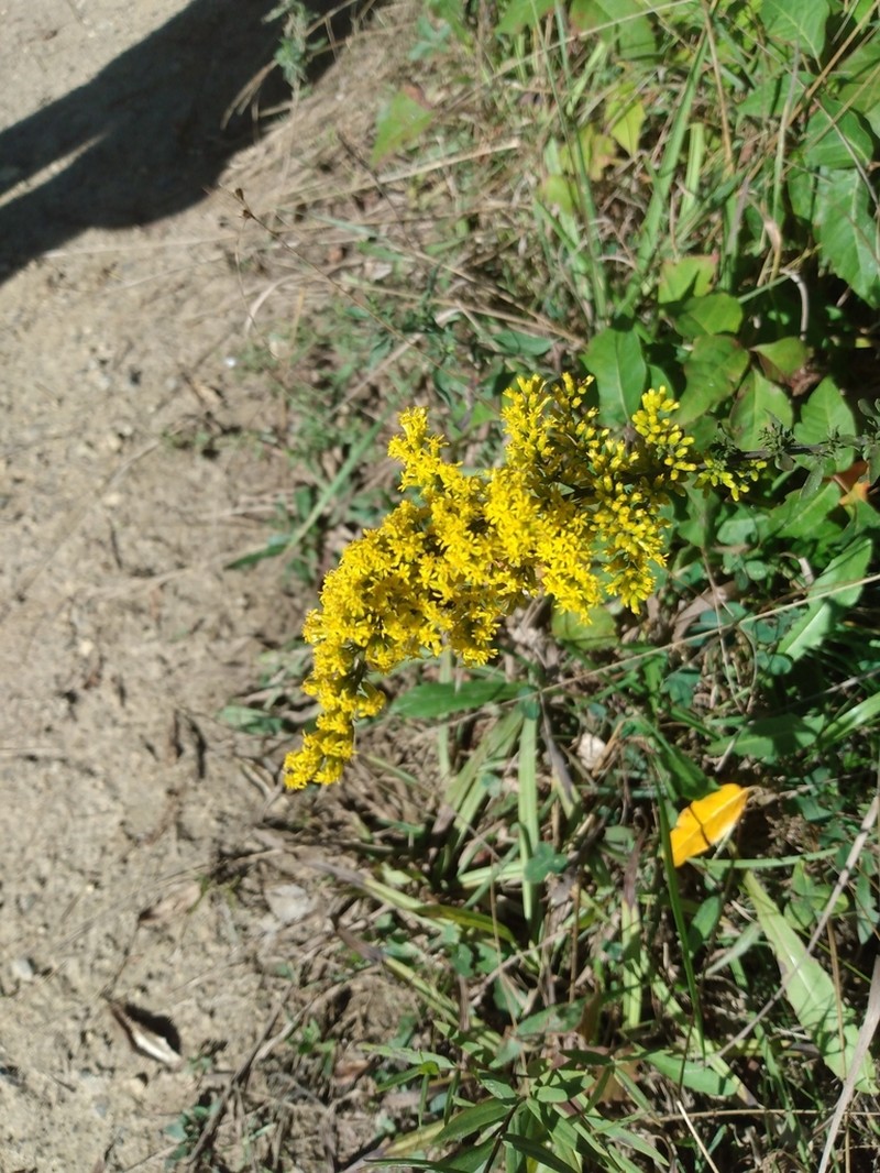 Gray Goldenrod photo 6