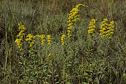 Gray Goldenrod