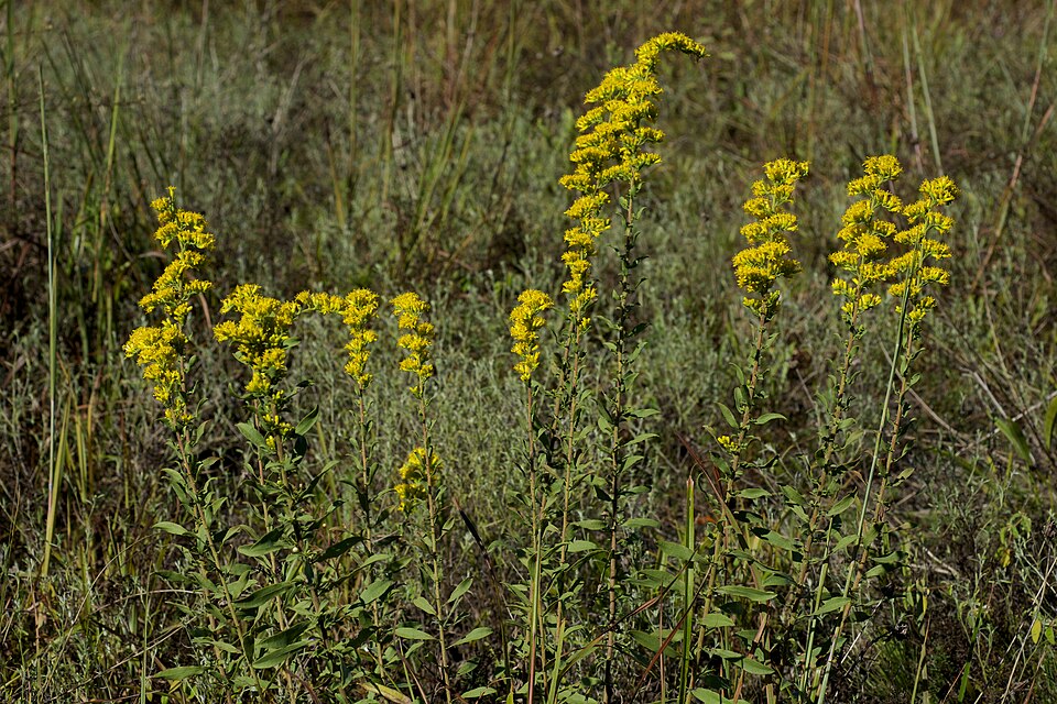 Gray Goldenrod