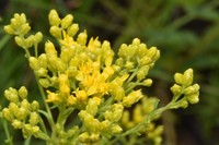 Shiny Goldenrod