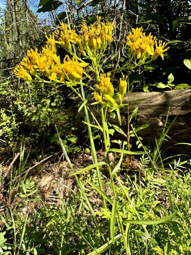 Shiny Goldenrod photo 2