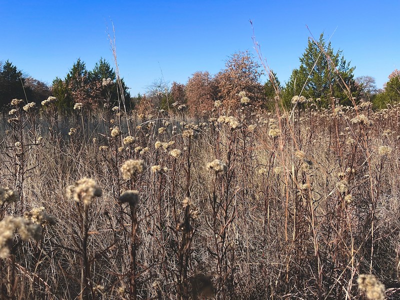 Shiny Goldenrod photo 3