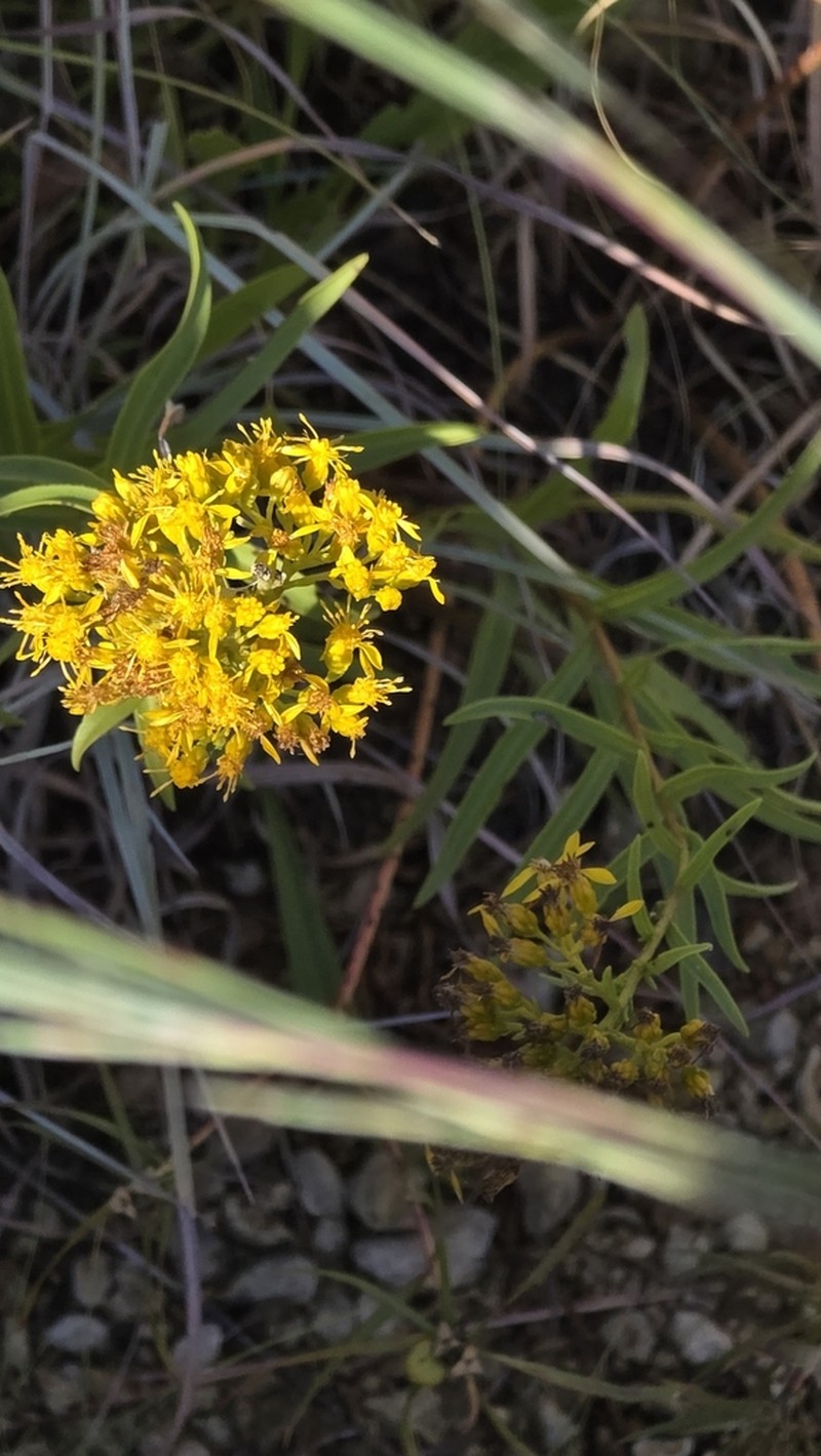 Shiny Goldenrod photo 4