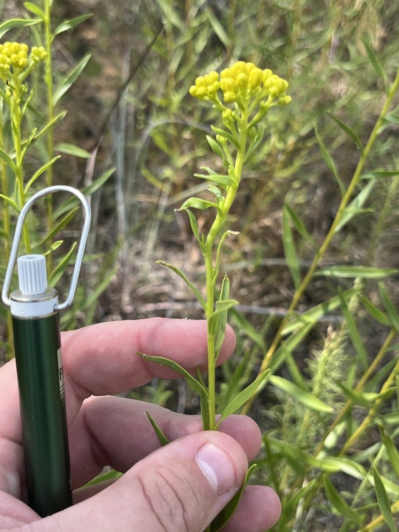 Shiny Goldenrod photo 5