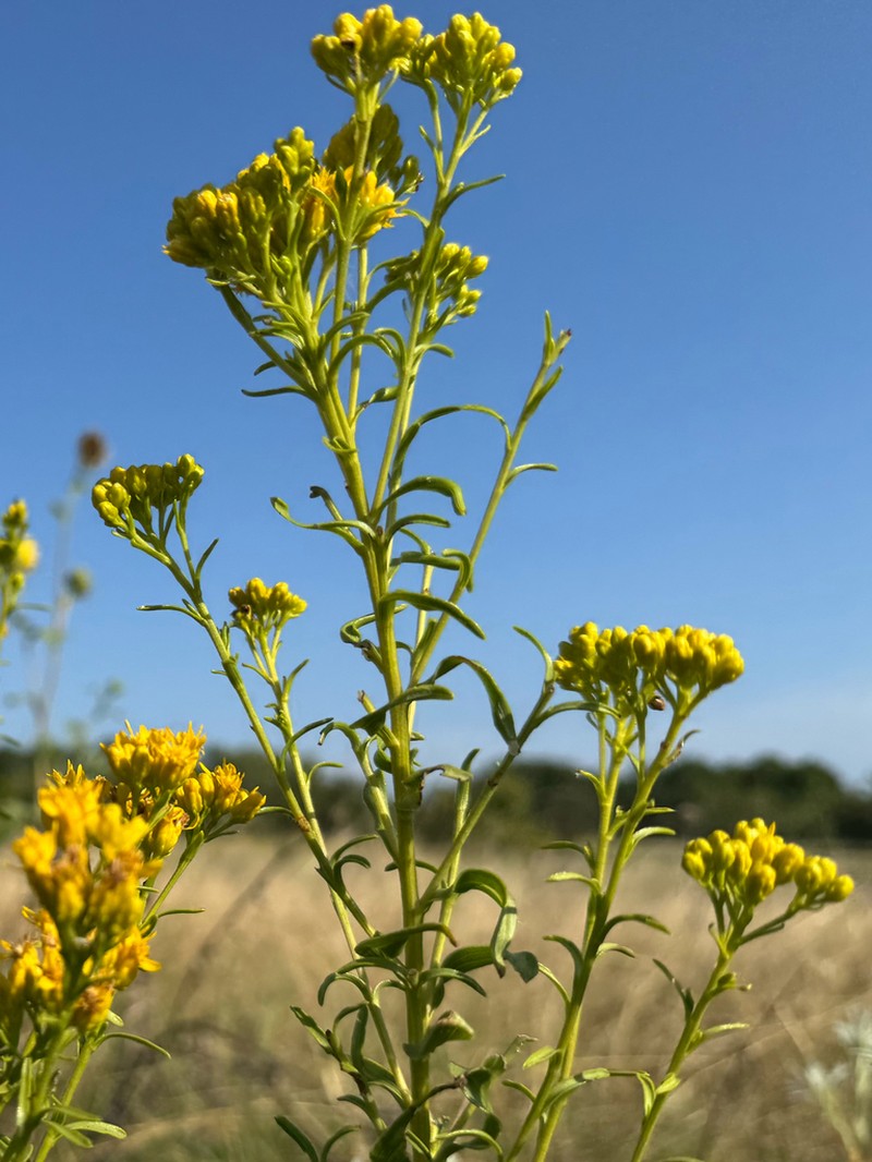 Shiny Goldenrod photo 6