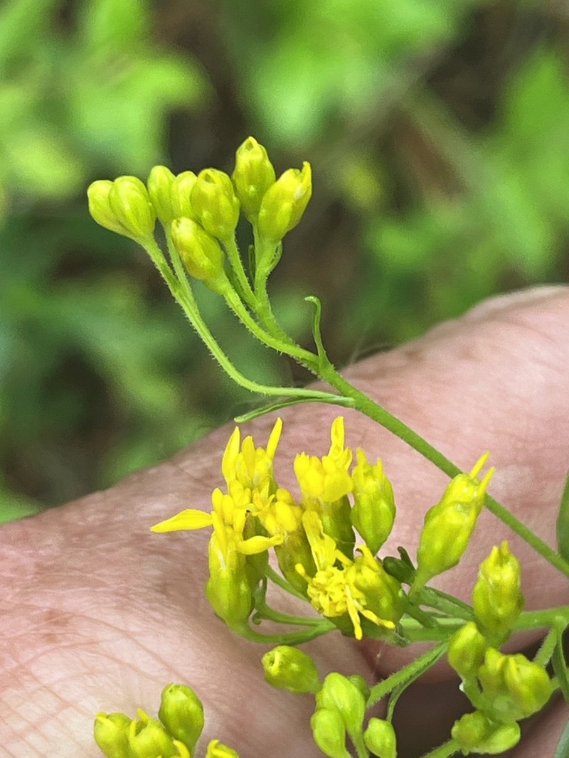 Shiny Goldenrod photo 7
