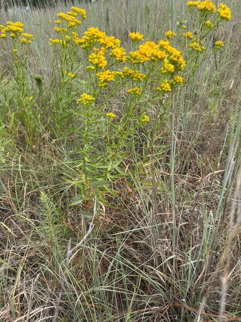 Shiny Goldenrod photo 8