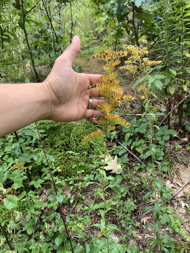 Anisescented Goldenrod photo 2