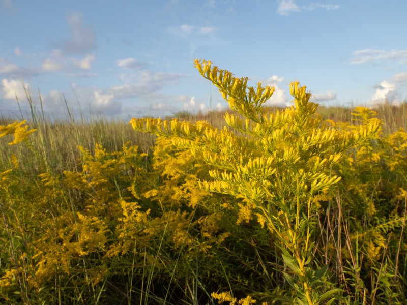 Anisescented Goldenrod photo 3