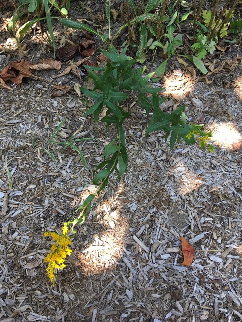 Anisescented Goldenrod photo 4