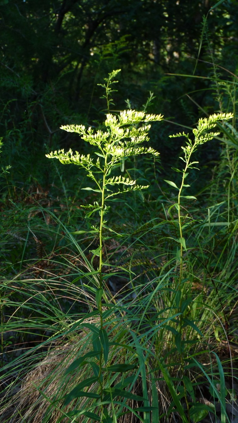 Anisescented Goldenrod photo 5